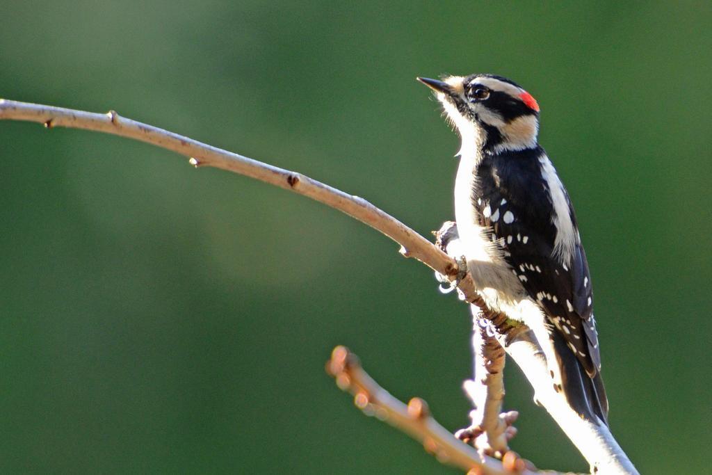 Cosy Woodpecker Cottage Fernwood Exterior photo